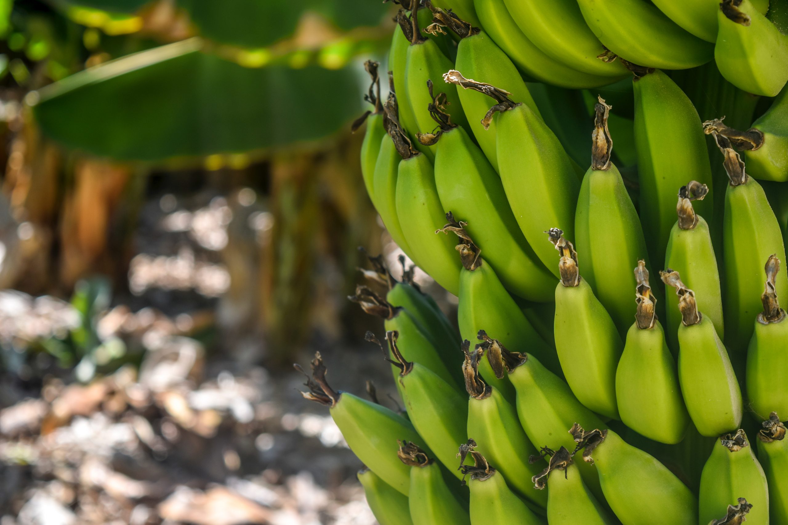 Dicas de plantio da bananeira